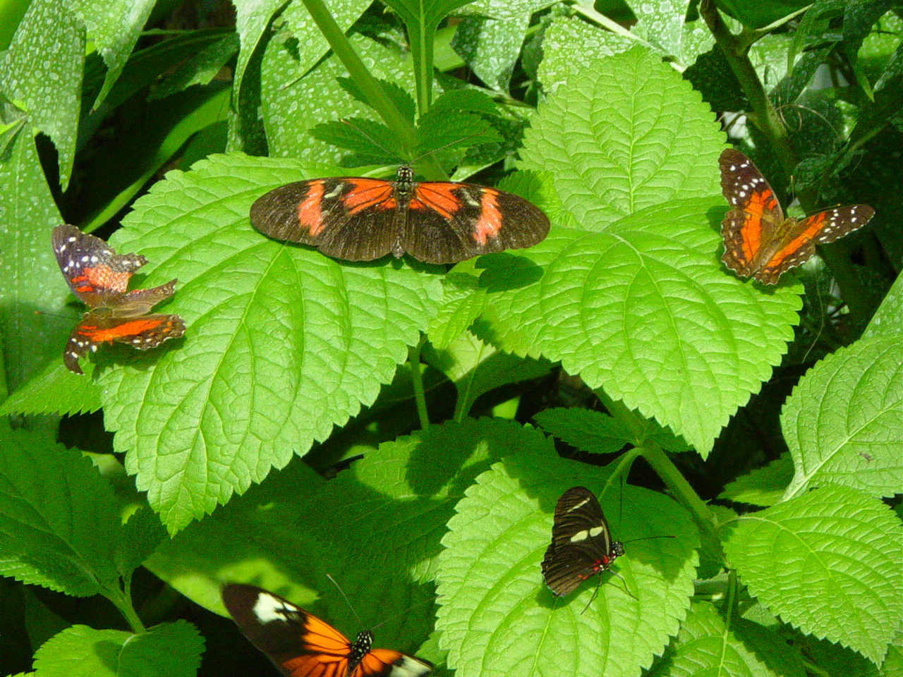 Several butterflies with orange and black wings rest on green leavese