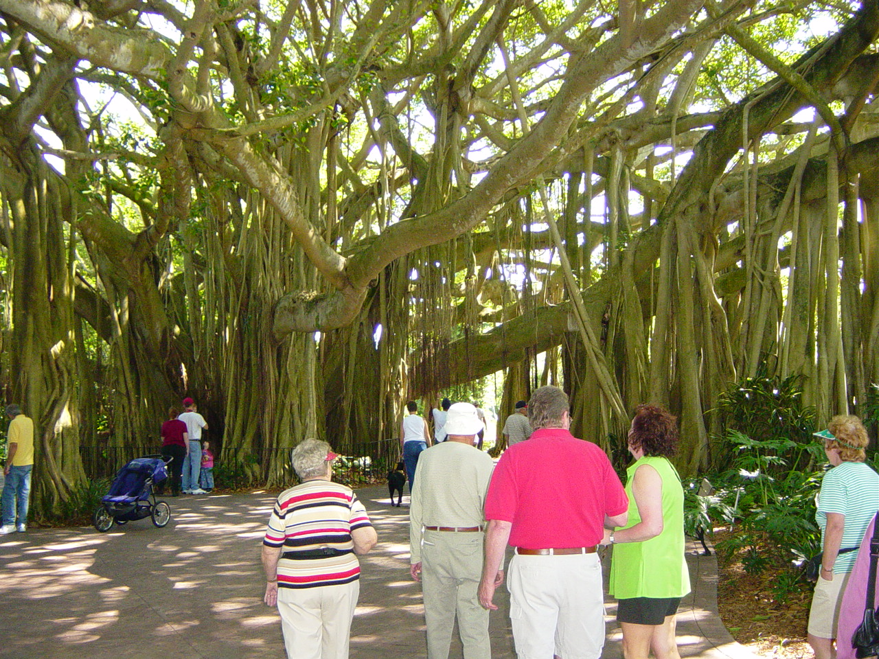 People walk under the spreading branches of a large banyan tree