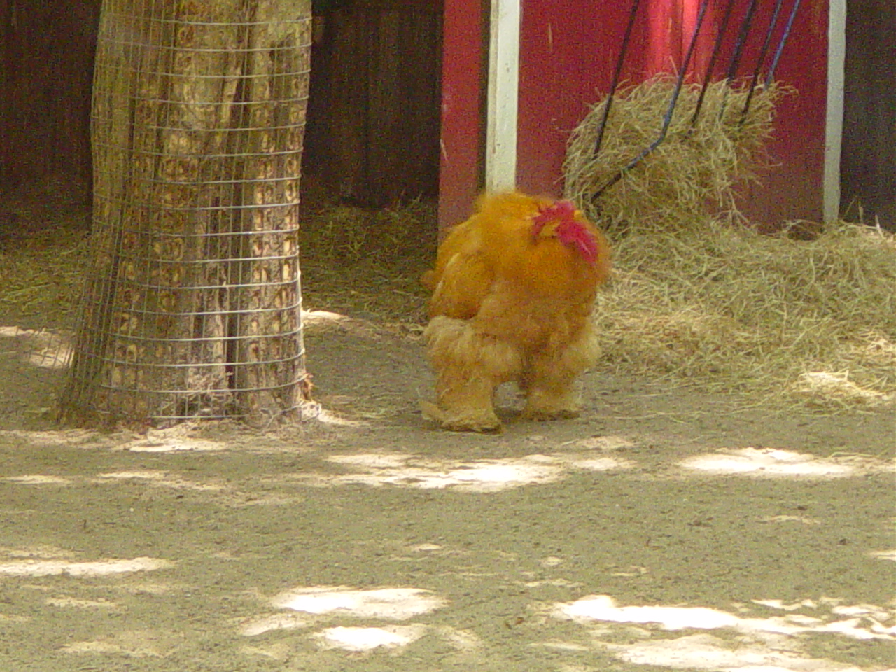 A rooster with thick feathers so thick it looks like fur