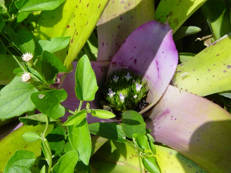 Small purple blooms sprout from green inside a larger purple bloom.