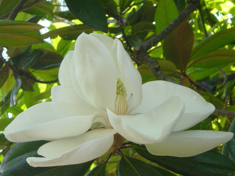A white flower blooms in the shade of a green tree