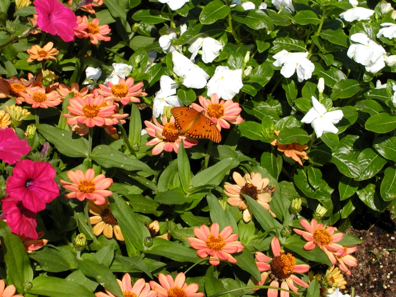 A mix of red, orange, and white flowers in bright sunshine