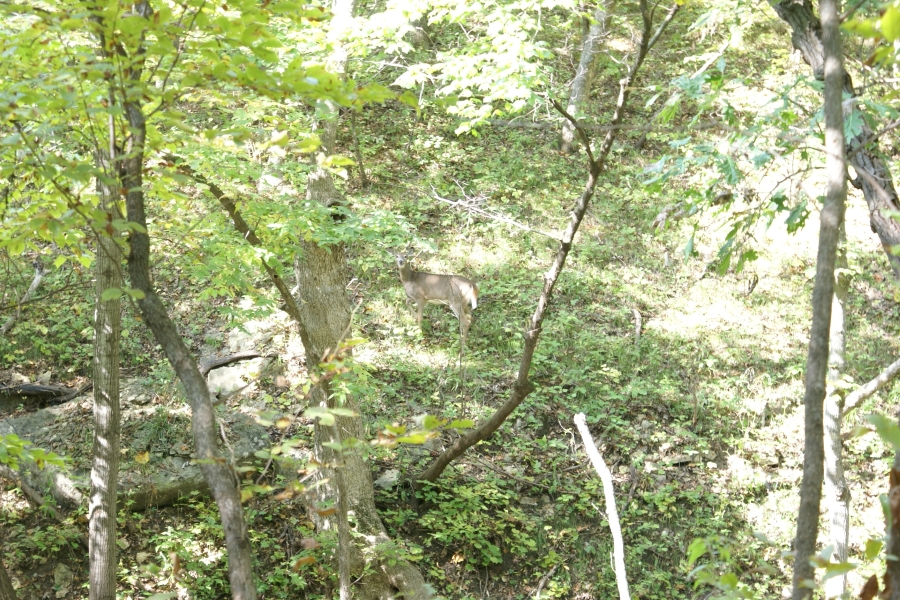 A deer looks at the camera from dense woods