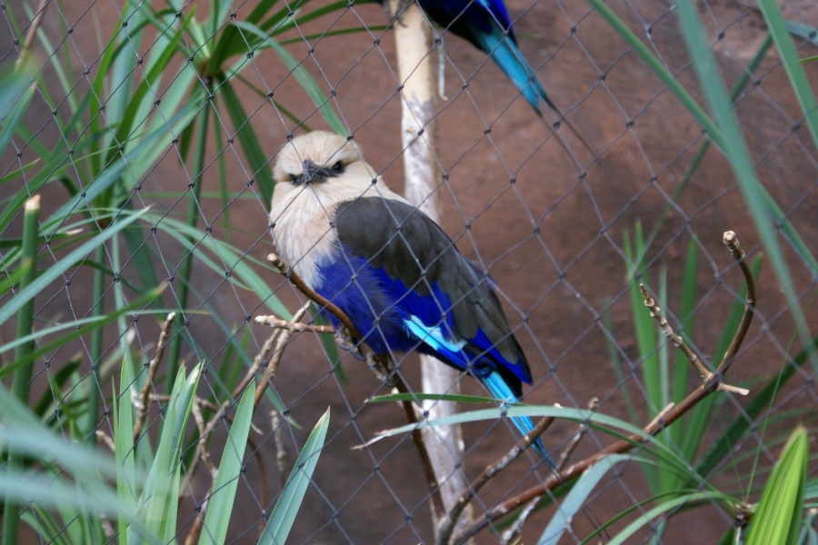 A small bird with a striking deep blue belly and brown head looks at the camera