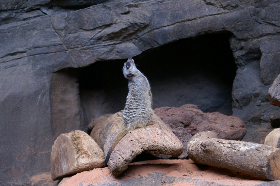 A meerkat sits on its haunches looking straight up