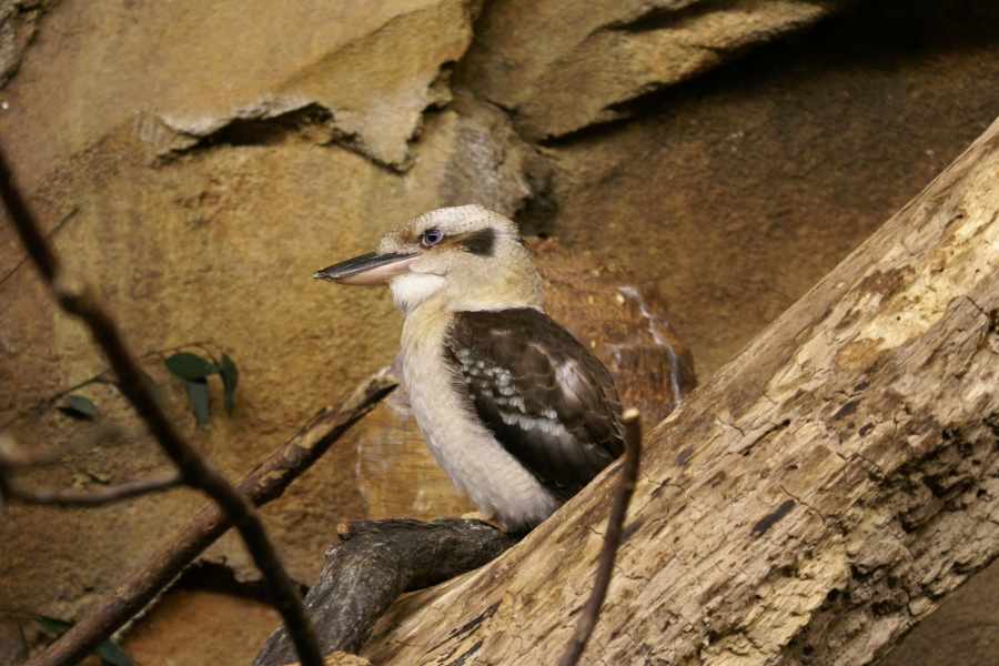 A bird with different shades of brown feathers sits on a branch