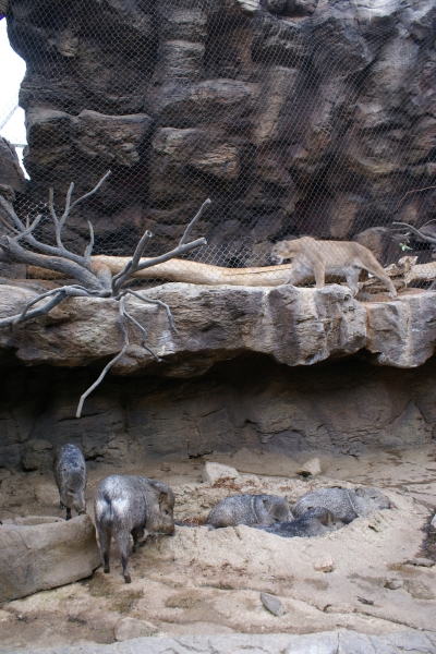 A large cat paces on a rock ledge with a fence separating it from the warthogs below