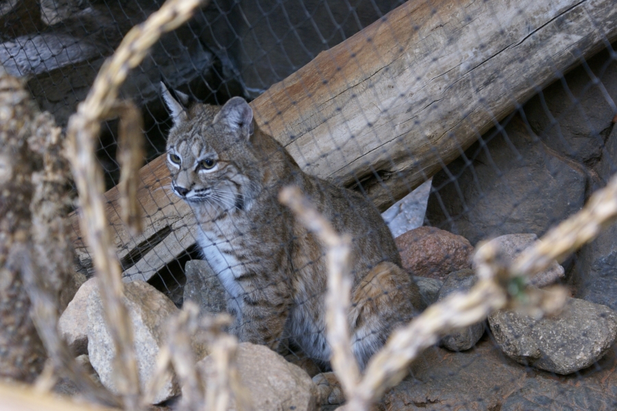 A small cat with brown fur focus on other animals out of the picture