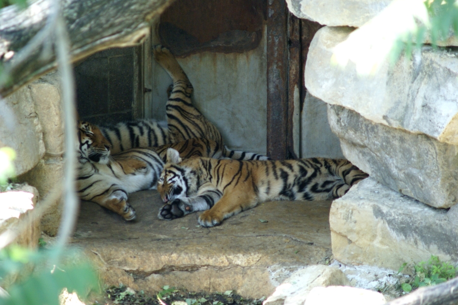 Three tigers sleep with legs flung up the walls in the den of their enclosure