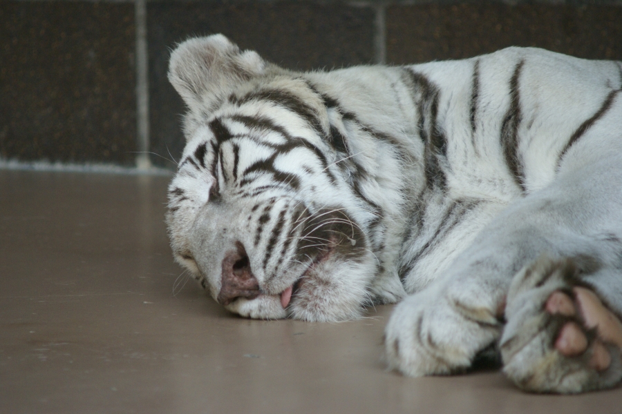 A white tiger sleeps with its tongue peeking out of its mouth