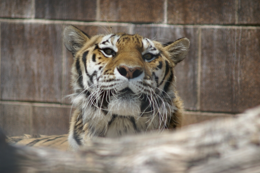 The brown and white head of a Bengal tiger peeks over a log at the camera