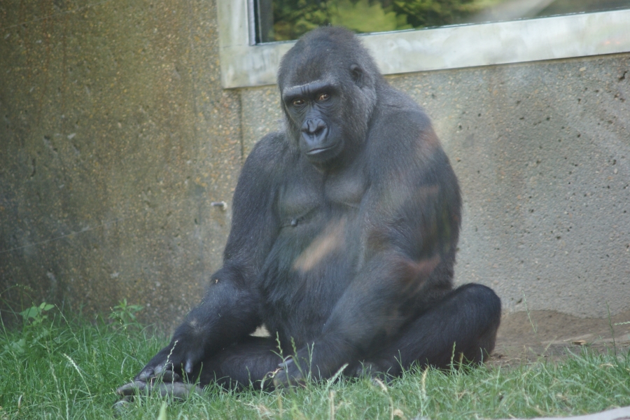 An adult gorilla sits near a wall in the shade