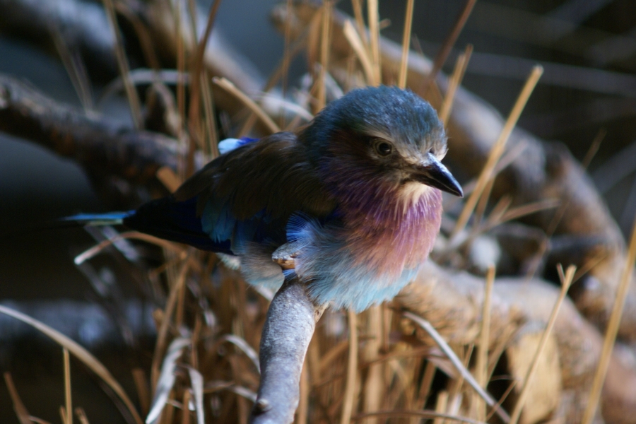 A small bird with pink and blue chest feathers rests on a branch