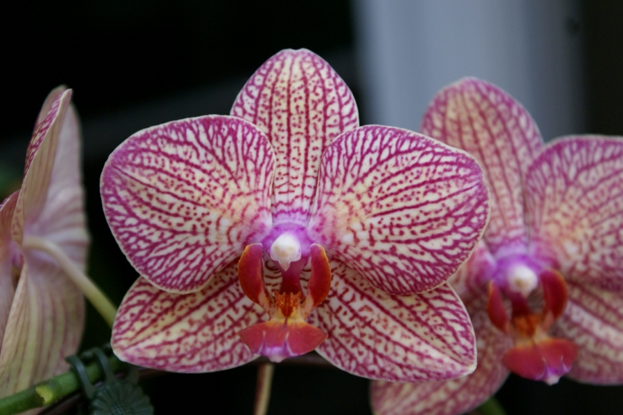 A flower with with pink veining on its five light yellowish petals