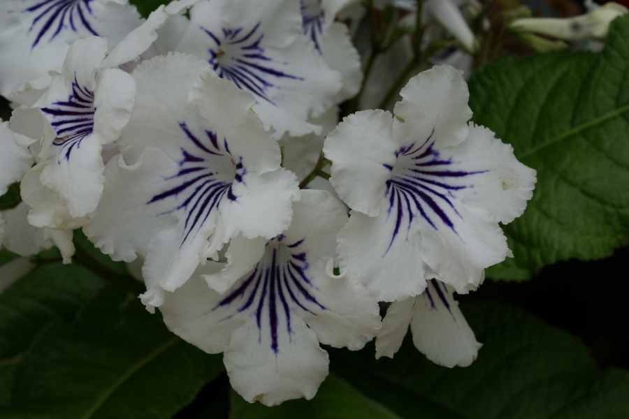 Abundle of white blooms with bluish purple comeing from the center in front of green leaves
