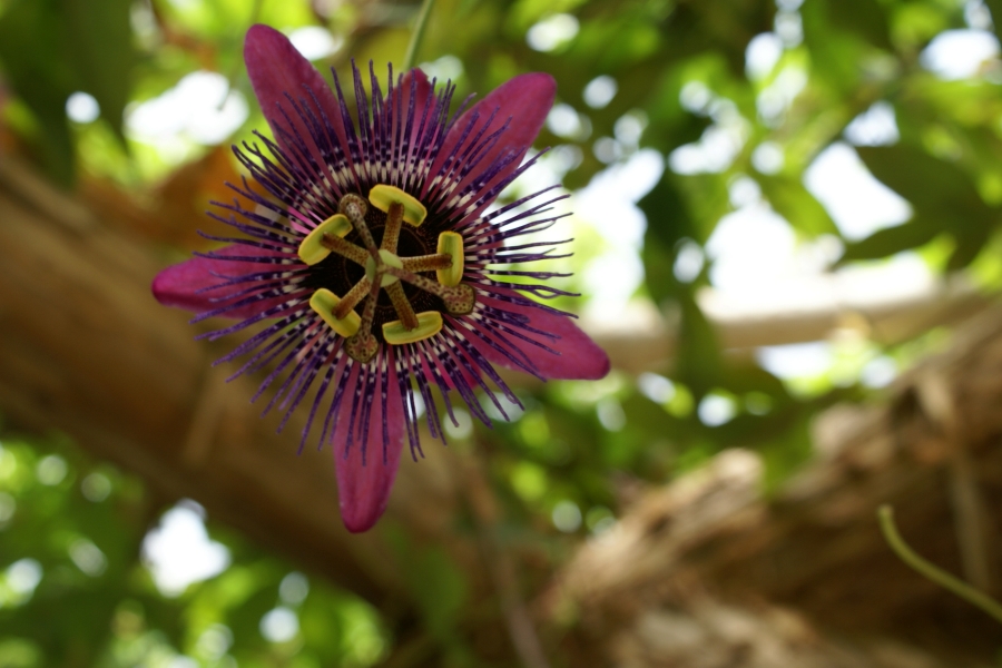 A single bloom with six light purple petals extending behind a ring of thin dark purple with virbant green stamen.