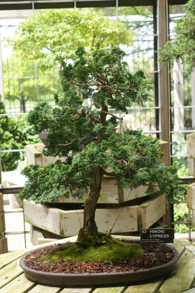 A bonzai tree stands from a shallow pan with a sign reading Hinoki Cypress