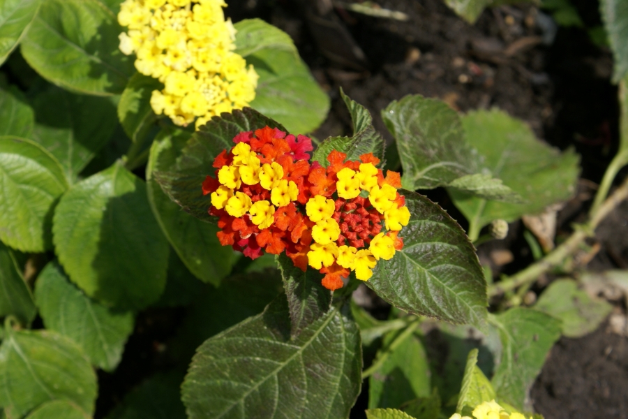 A flower with multiple small ringed red and yellow blooms