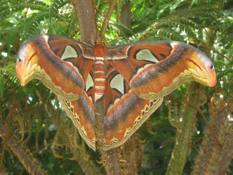 A large moth extends it wings that appear to sparkle in the light