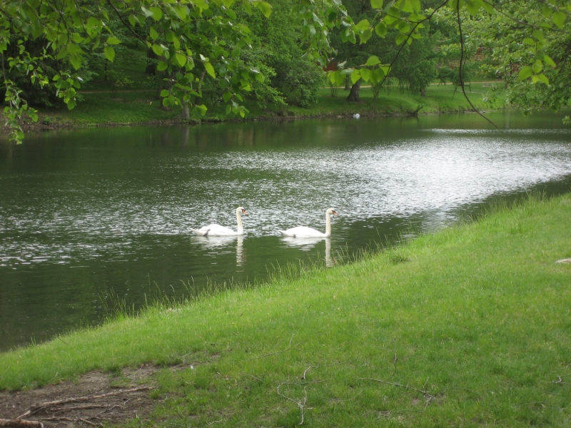 Two white swas swim in a small lake surrounded by trees and grass