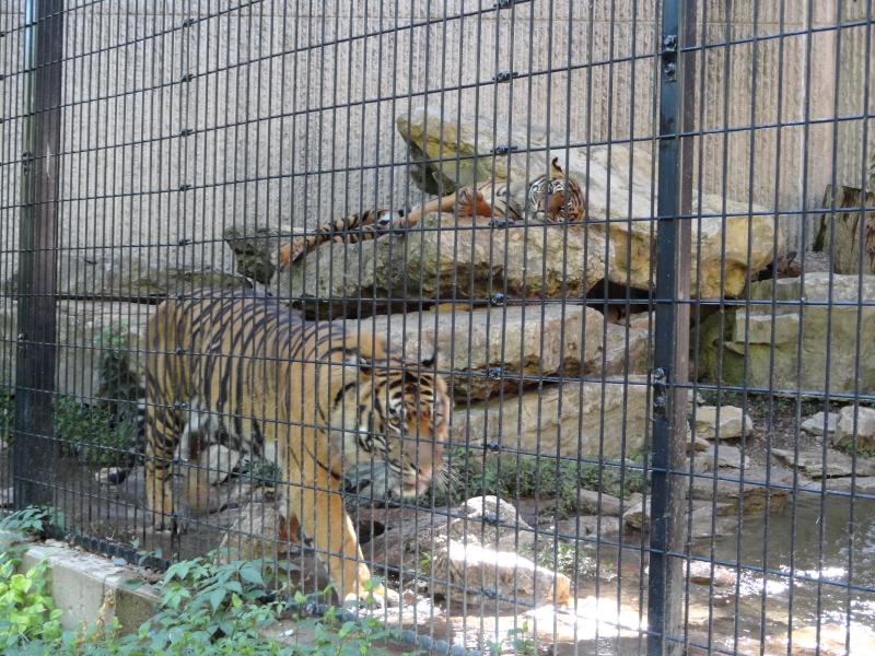 An orange striped tiger walks along a black mesh fence in front of a pile of tan rocks where another tiger lays watching