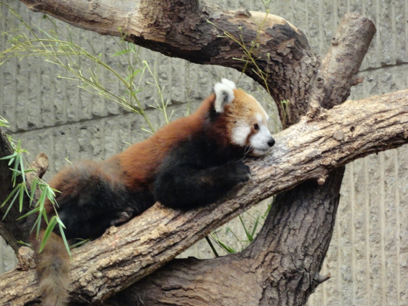 A small animal with white face, red back fur and black limbs and paws lays on a thick tree branch