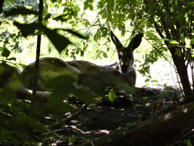 An animal with an elongated nose and face with long ears perked up looks at the camera while lounging in the shade of some low trees