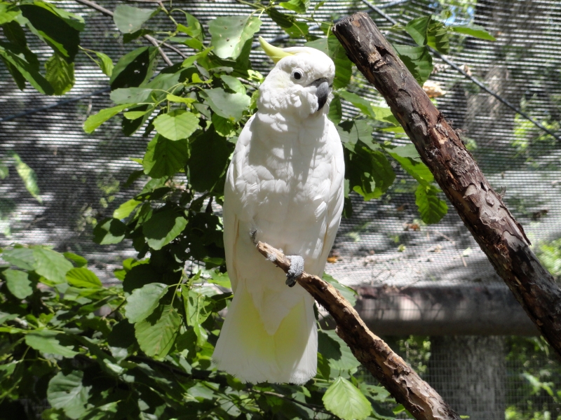 A large bird with bright white feathers and a greenish-yellow crest on top of its head stands at the end of a thick tree branch in a netted enclosure