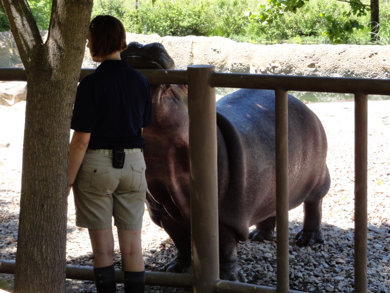 A large gray animal with short legs stands on the far side of a steel fence with a zoo employee reaching through and scratching its chin