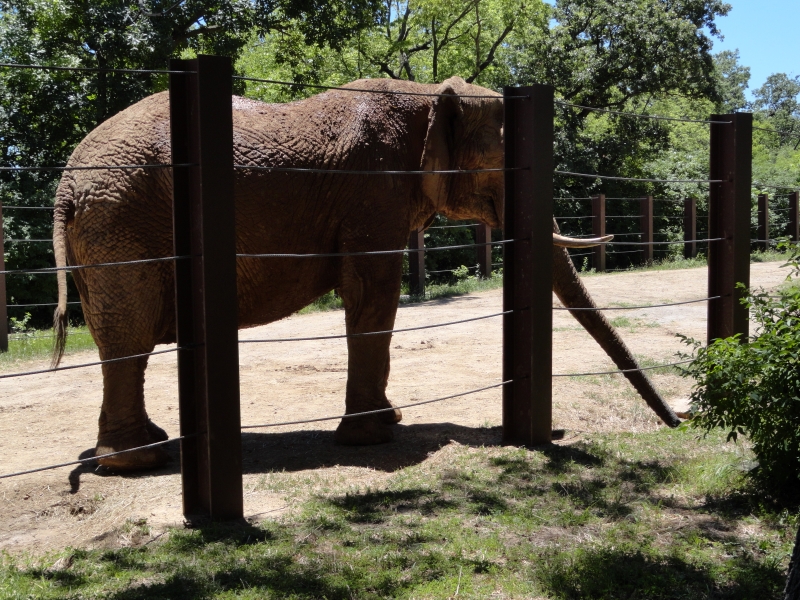 A very large animal with a long snout reaches under the cables of a tall barrier fence to get leaves from a green shrub on the other side