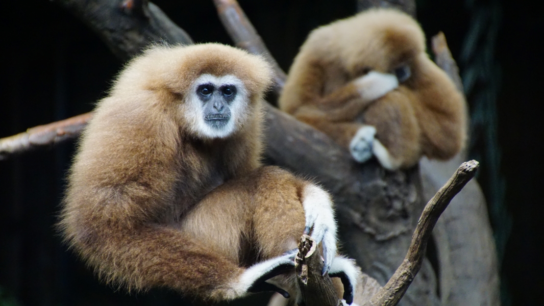Two gibbons are perched on tree branches. The primate in the foreground faces the viewer, its head turned to the right of its body. The second primate, slightly out of focus, rests its head on its hand.