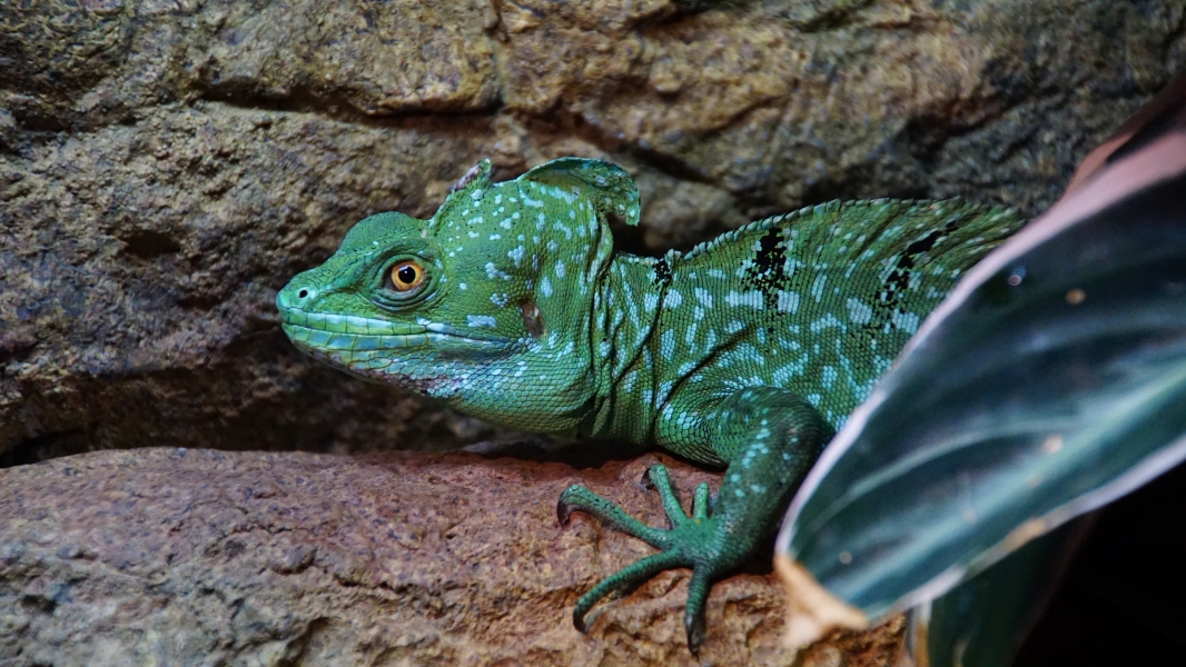 The image features a green lizard with black markings, perched on a rock. Its bulging eyes and slender limbs suggest it’s a lizard adapted for its environment. The rough skin texture provides camouflage against the rock surface. In the background, more rocks and a plant with large leaves complete the scene.