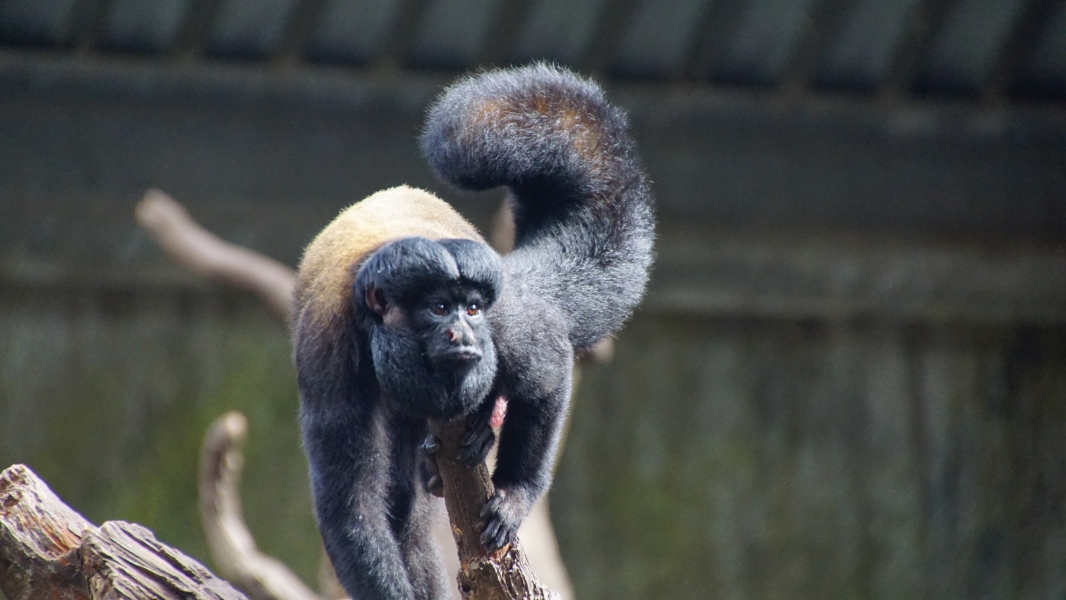 A monkey walks along on a wooden structure. Its tail is curled upwards in an interesting posture. The animal has dark face and fur with a lighter patch on its lower back, just above the tail. The background suggests an enclosure or habitat, possibly in a zoo setting.