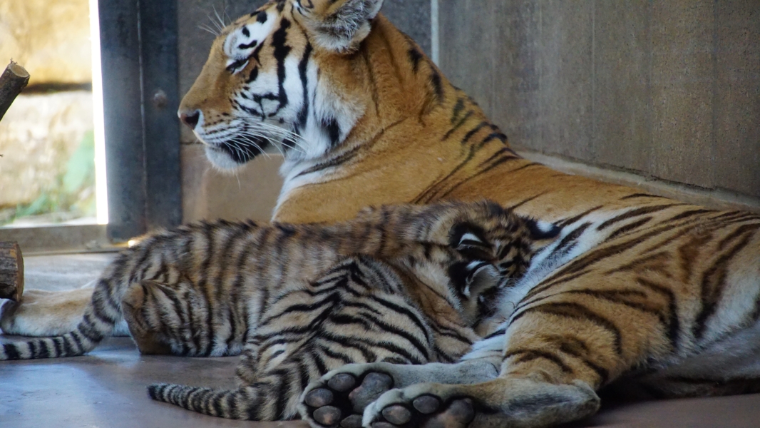 A tiger with several cubs rests in a sheltered enclosure. The adult tiger lies down, its body facing away from the camera, but its head turned to the side. One cub is partially draped over the adult’s front leg, while the others nestle against the adult’s side.