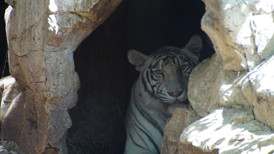 A white tiger with black stripes rests inside a cave-like structure. The tiger faces the camera, its gaze directed at the viewer. Surrounding rocks frame the tiger, creating a natural enclosure.