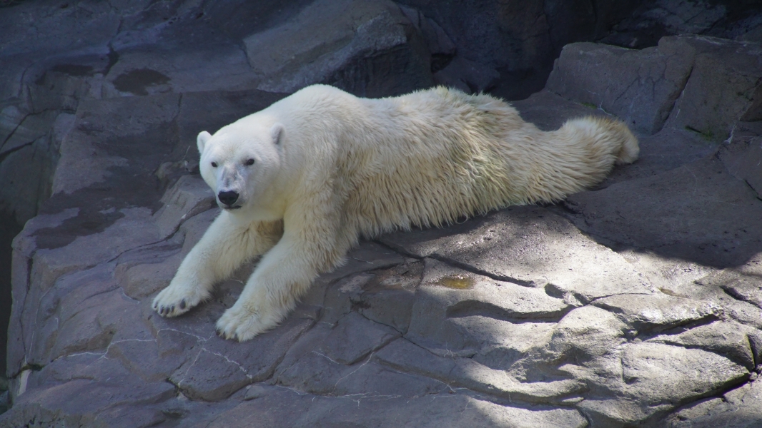 A polar bear lies on a rocky surface. Its body is stretched out, with the head raised and both paws extended. The thick fur appears predominantly white, with a slight yellowish tinge. Shadows cast over the rocks create contrast with sunlit areas.