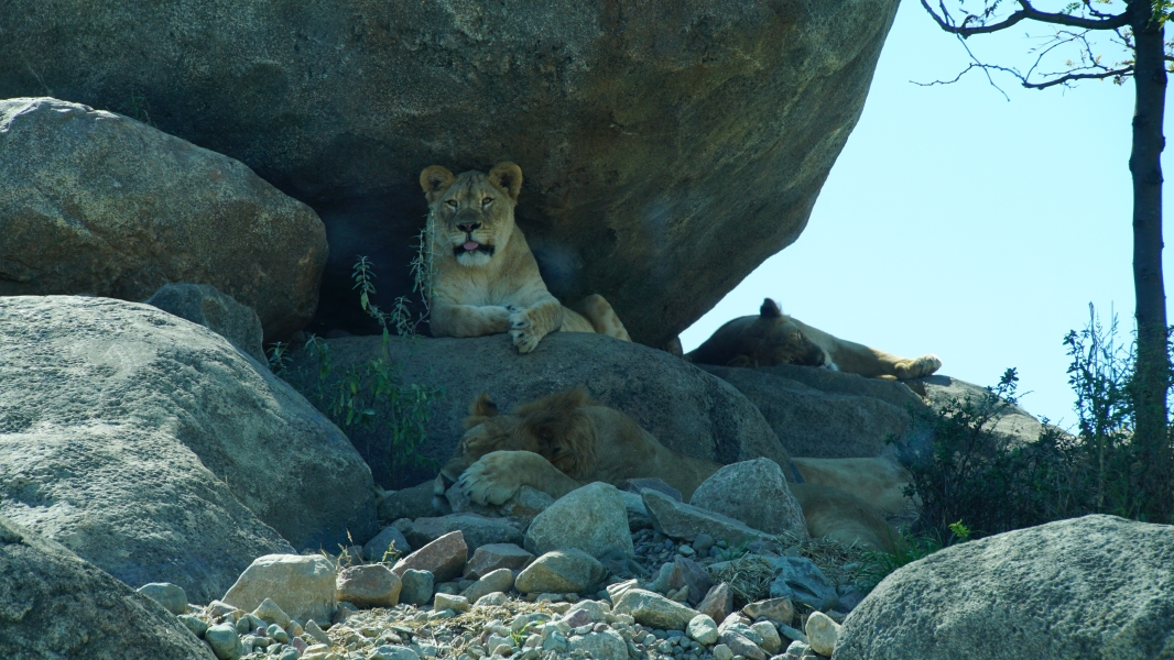 A group of lions rests in the shade under a large boulder. One lion lies down, looking directly at the viewer, while others lounge or sleep nearby. The clear blue sky in the background suggests a warm and sunny environment.