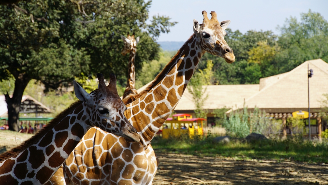 Giraffes in a zoo setting. A giraffe in the foreground has its head turned toward the camera, showcasing large eyes, long eyelashes, and unique fur spots. Its ears are perked up, and it has small horn-like ossicones on top of its head. The second giraffe, partially obscured, extends its neck upward, likely eating from trees or observing its surroundings. The environment includes green trees, a clear sky, and built structures that could be part of zoo enclosures or visitor areas.