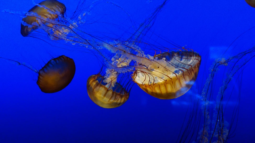 A group of jellyfish floats in a blue aquatic environment. Their translucent, bell-shaped bodies exhibit radial symmetry, with long trailing tentacles. The lighting highlights intricate patterns on their delicate forms against the deep blue background. This captivating image captures the ethereal beauty and graceful movement of jellyfish.