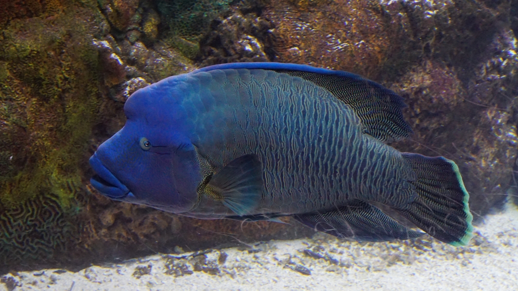 A vibrant fish with deep blue and turquoise scales and a protuding, bulbous forehead swims near the sandy bottom of an aquarium. Its elongated body features bright yellow accents near the pectoral fins, and its tail fin displays delicate net-like patterns. The underwater habitat includes rocks covered in marine growth.