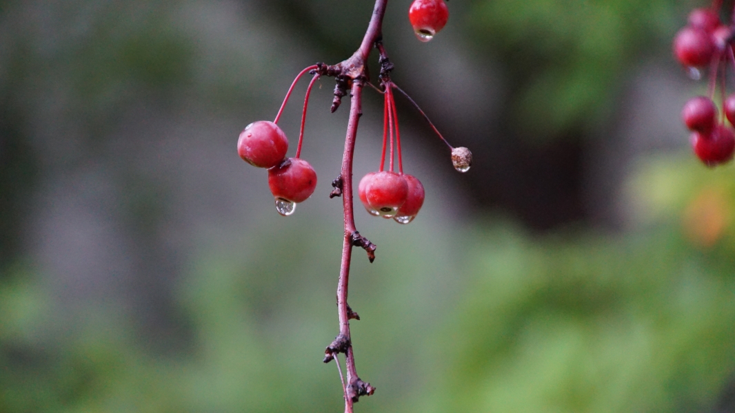 The image depicts a close-up view of a slender, dark-colored plant stem adorned with several glossy red berries. Water droplets cling to both the berries and the stem, suggesting recent rain or dew. The blurred background hints at a natural outdoor setting with greenery. 