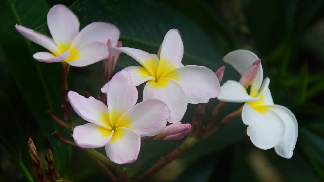The image displays a close-up view of a cluster of plumeria flowers. There are five prominent flowers with a soft gradient of colors, ranging from white at the edges to a creamy yellow at the center where the petals meet. The petals appear delicate and velvety, with slight overlaps between them. 